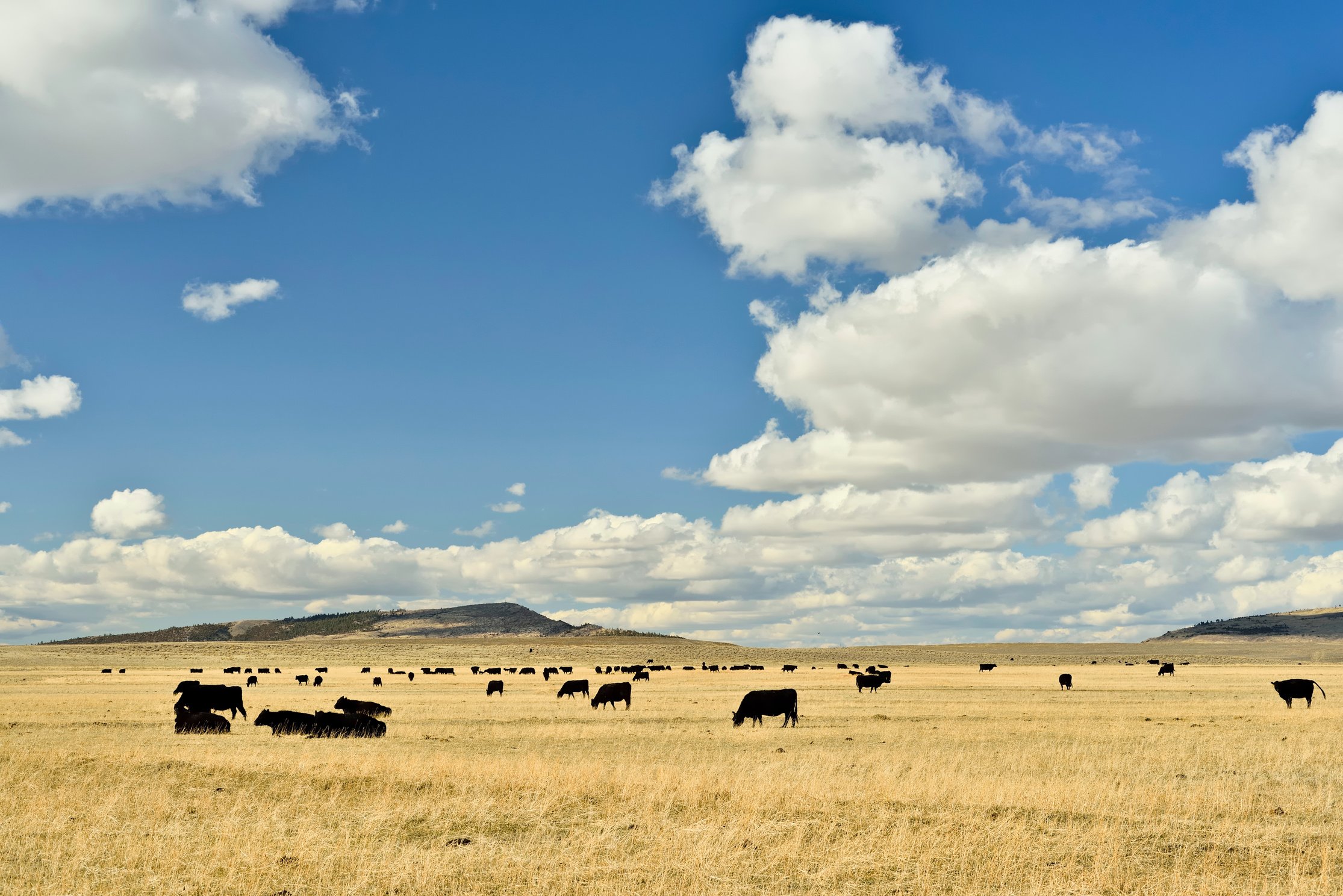 Wyoming Ranch